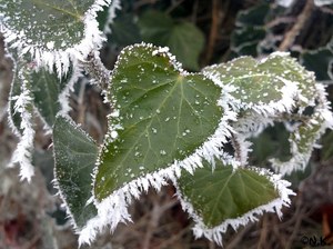 Frostiger Efeu