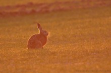 Hase im Gegenlicht