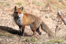 leider nur ein Fuchs
