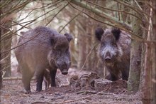 Schwarzwildsaison