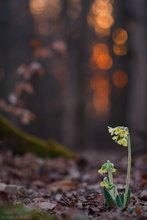 Schlüsselblume im Goldregen