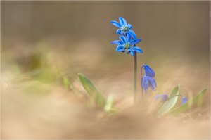 Sibirischer Blaustern