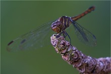 * Potamarcha congener ♀ *