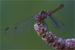 * Potamarcha congener ♀ *