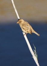 Spatz in der Morgensonne