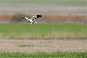 Kornweihe im Suchflug