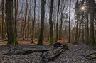 Wald mit Sternchen