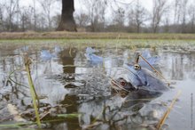 Moorfrösche zwischen Mulde und Elbe