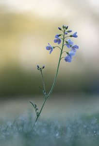 Wiesenschaumkraut