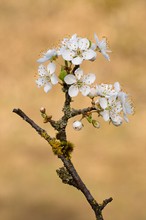 Strauchblüten