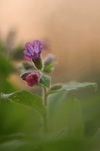 lungenkraut im letzten licht