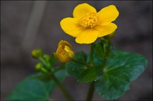 Der Frühling ist gelb