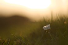 daisy in backlight