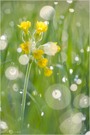 Echte Schlüsselblume - Primula veris