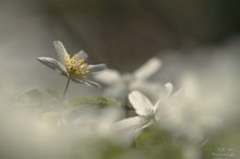 ~Buschwindröschen-Durcheinander~