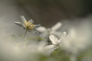 ~Buschwindröschen-Durcheinander~