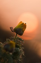 Adonisröschen im Sonnenaufgang