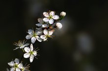 Kleine Blütenpracht