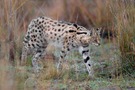 Serval