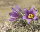 Pulsatilla...