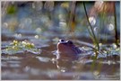 Moorfrosch im Gegenlicht ...