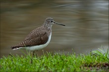 Waldwasserläufer...