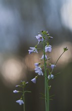 Wiesenschaumkraut