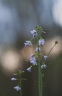 Wiesenschaumkraut