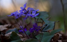 Anemone hepatica