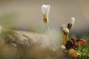 Cardamine?