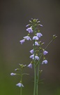 Wiesenschaumkraut die zweite