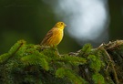 Goldammer (Emberiza citrinella)