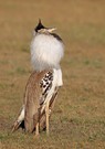 Riesentrappe Kori Bustard Ardeotis Kori