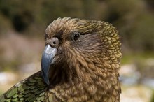 Kea (Nestor notabilis)