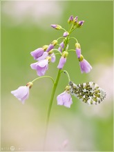 Aurorafalter - Anthocharis cardamines