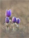 *Pulsatilla_4*