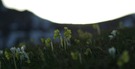 Bergfrühling
