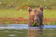 Braunbär mit Blatt