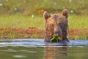 Braunbär mit Blatt