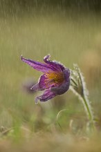 Regenschelle