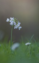 Wiesenschaumkraut noch ein Versuch...