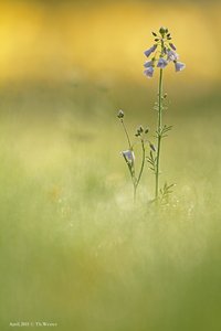 Ergänzung zur Bestimmungshilfe...