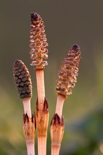 Sporenähren vom Acker-Schachtelhalm (Equisetum arvense)