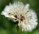 Pusteblume und kein Wind!