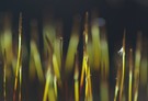 Abstrakte Kunst -made by Nature-