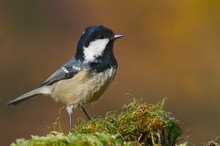 Tannenmeise (parus ater)