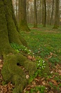 Frühlingswald