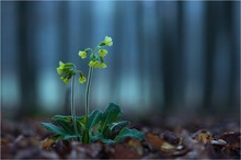 Primula im ersten Licht