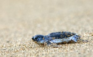 Gruene Meeresschildkroete (Chelonia mydas)