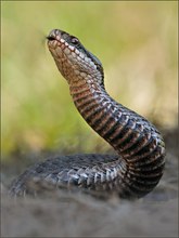 ~ Snake ~